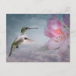 Cartão Postal Picaflores