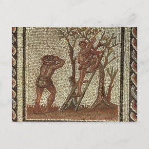 Cartão Postal Picking Fruit, Roman Mosaic