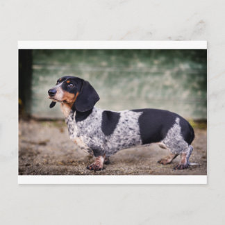Cartão Postal Piebald dachshund