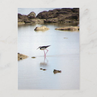 Cartão Postal Pied Stilt