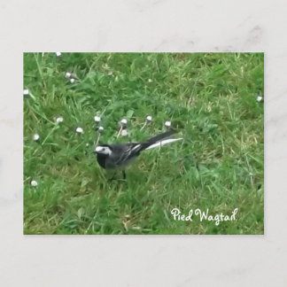 Cartão Postal Pied Wagtail