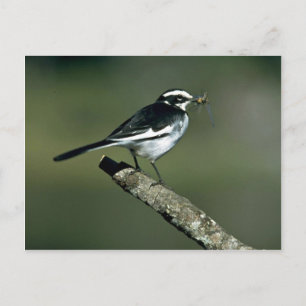 Cartão Postal Pied Wagtail