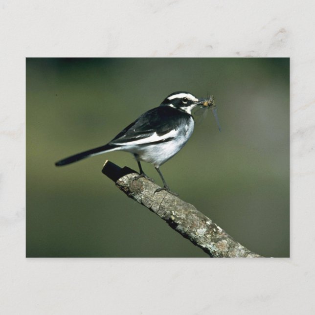 Cartão Postal Pied Wagtail (Frente)
