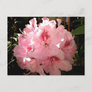 Cartão Postal Pienza, Itália