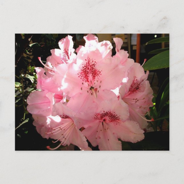 Cartão Postal Pienza, Itália (Frente)