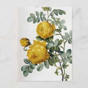 Cartão Postal Pierre Joseph Redoute - Rosa Sulfurea