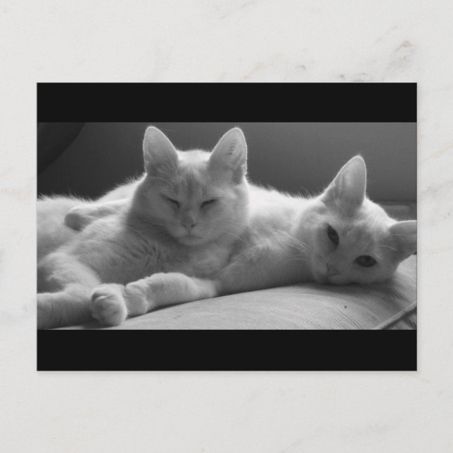 Cartão Postal Piff e Puff (Frente)