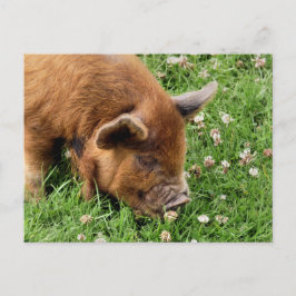 CARTÃO POSTAL PIG CUTO