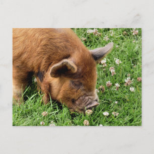 CARTÃO POSTAL PIG CUTO