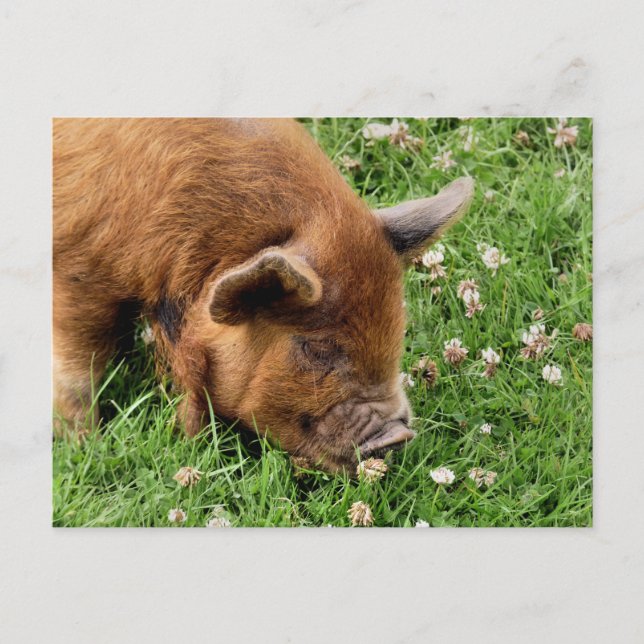 CARTÃO POSTAL PIG CUTO (Frente)