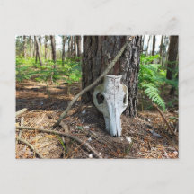 pig skull in the forest - caveira de porco