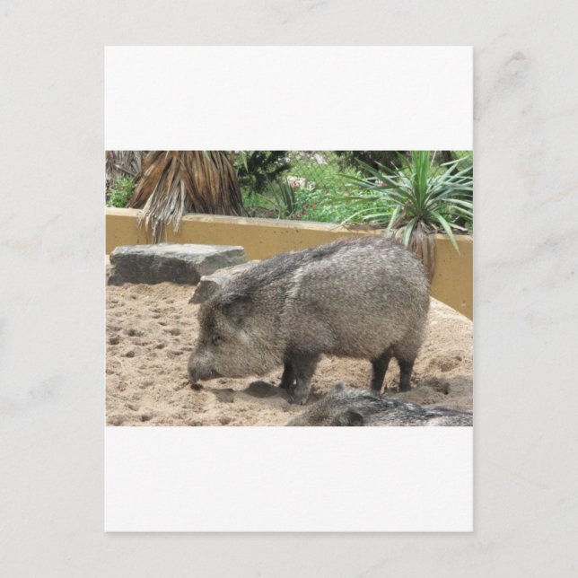 CARTÃO POSTAL PIG WID (Frente)