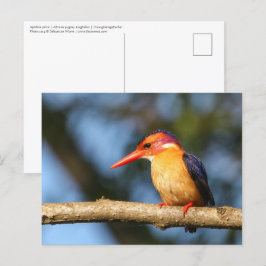 Cartão Postal Pigão-do-mar africano