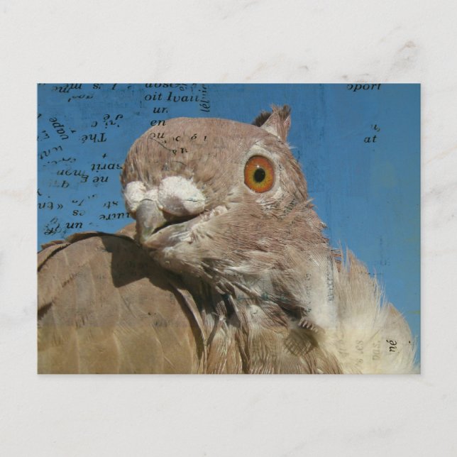 Cartão Postal Pigeon Poetry (Frente)