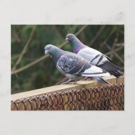 Cartão Postal Pigeons