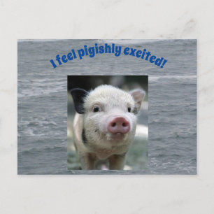 Cartão Postal Pigish Postcard
