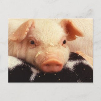 Cartão Postal Piglet