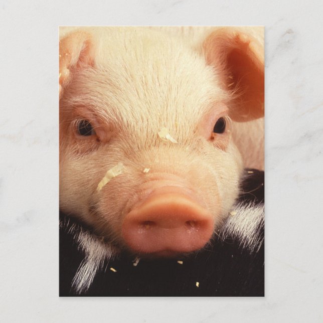 Cartão Postal Piglet preguiçoso (Frente)