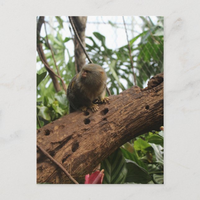 Cartão Postal Pigmy Marmoset # 2 (Frente)