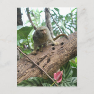 Cartão Postal Pigmy Marmoset # 8