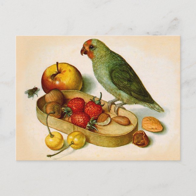Cartão Postal Pigmy Parrot com Fruta e Loucos (Frente)