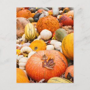 Cartão Postal Pile Of Pumpkins And Squash