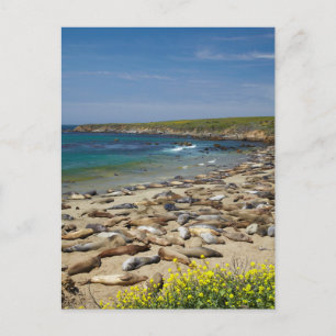 Cartão Postal Pilha de vedações de elefante