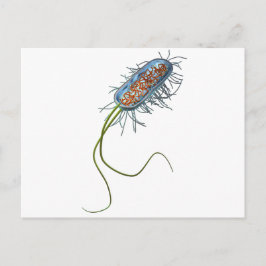 Cartão Postal Pilha Prokaryotic