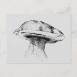 Cartão Postal Pilz Steinpilz Zeichnung