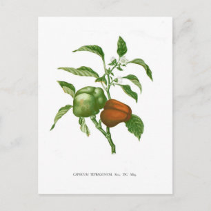 Cartão Postal Pimenta