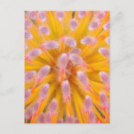 Cartão Postal Pinças e Pincushion Proteaceae cor-de-rosa