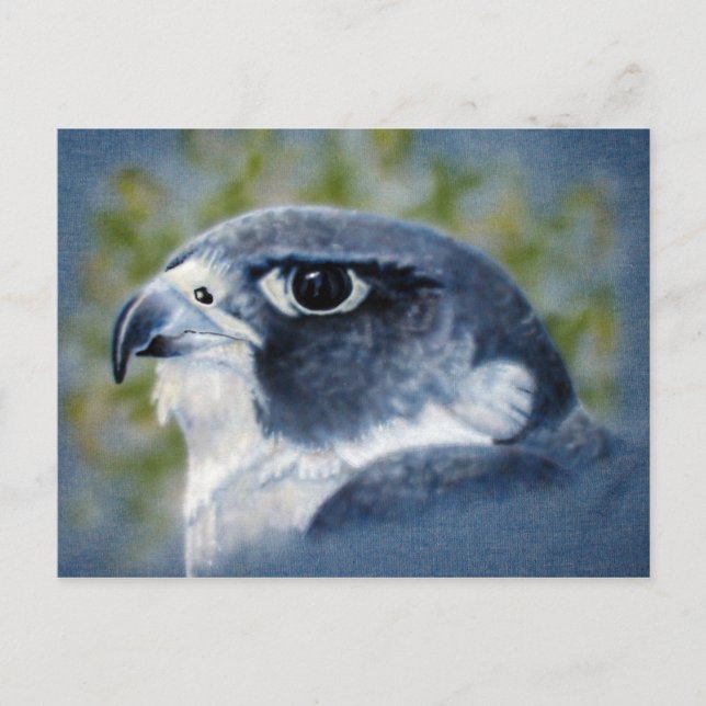 Cartão Postal Pincel de peregrina (Frente)