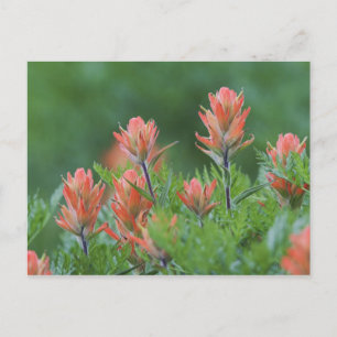 Cartão Postal Pincel Indiano, Castilleja miniata, Ouray,