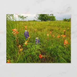 Cartão Postal Pincel indiano e Bluebonnets, Ennis, TX