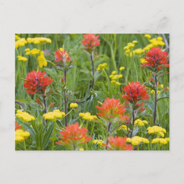 Cartão Postal Pincel indiano e flores silvestres de biscuitroot (Frente)