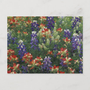 Cartão Postal Pincel mágico, Marble Falls, Texas, EUA