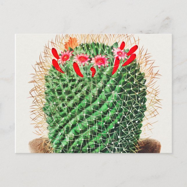 Cartão Postal Pincushion Cactus vintage (Frente)