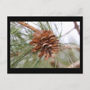 Cartão Postal Pine Cone