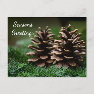 Cartão Postal Pine Cone Seasons Saudações