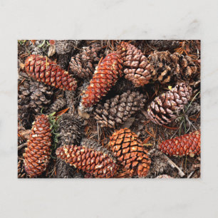 Cartão Postal Pine Cones