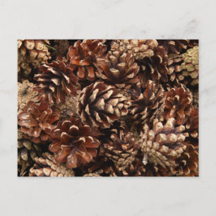 Cartão postal Pine Cones