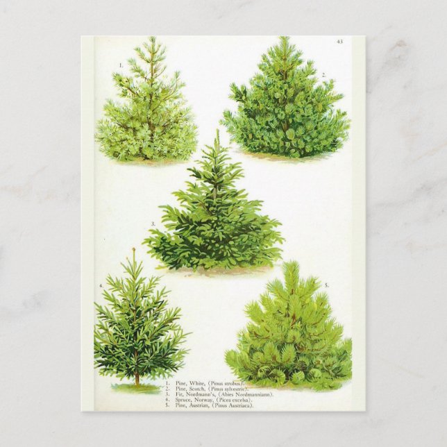 Cartão Postal Pine Fir Spruce Tree Vintage Impressão (Frente)