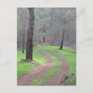 Cartão Postal Pine Forest Road