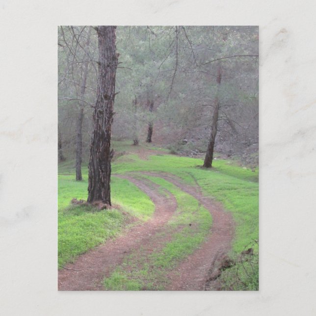 Cartão Postal Pine Forest Road (Frente)