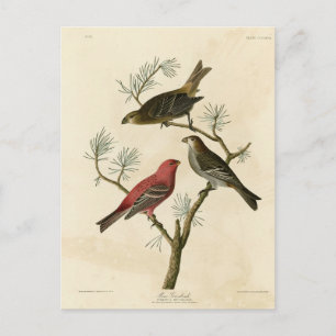Cartão Postal Pine Grosbeak das Aves da América de Audubon