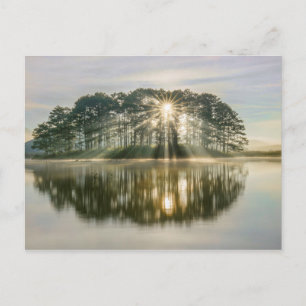 Cartão Postal Pine Island Sunray