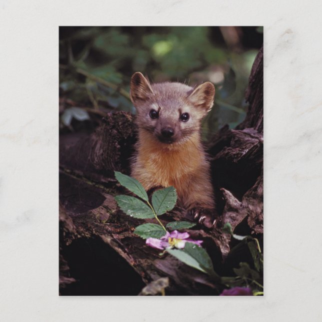 Cartão Postal Pine Marten (Frente)