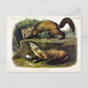 Cartão Postal Pine Marten (Mustela Martes) - Marten Americano