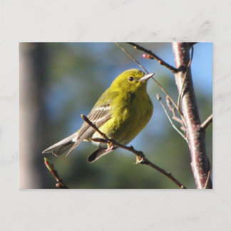 Cartão Postal Pine Warbler em Cereja