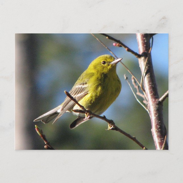 Cartão Postal Pine Warbler em Cereja (Frente)